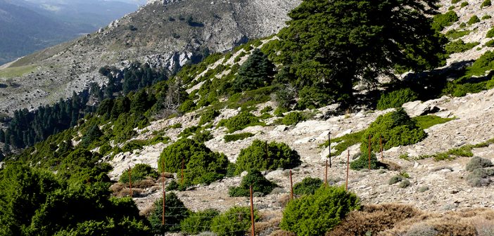El Consejo de Gobierno de la Junta de Andalucía aprueba la propuesta inicial para la declaración del Parque Nacional Sierra de las Nieves.