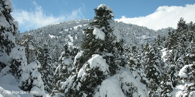 El Gobierno aprueba la propuesta inicial para que la Sierra de las Nieves sea declarada Parque Nacional