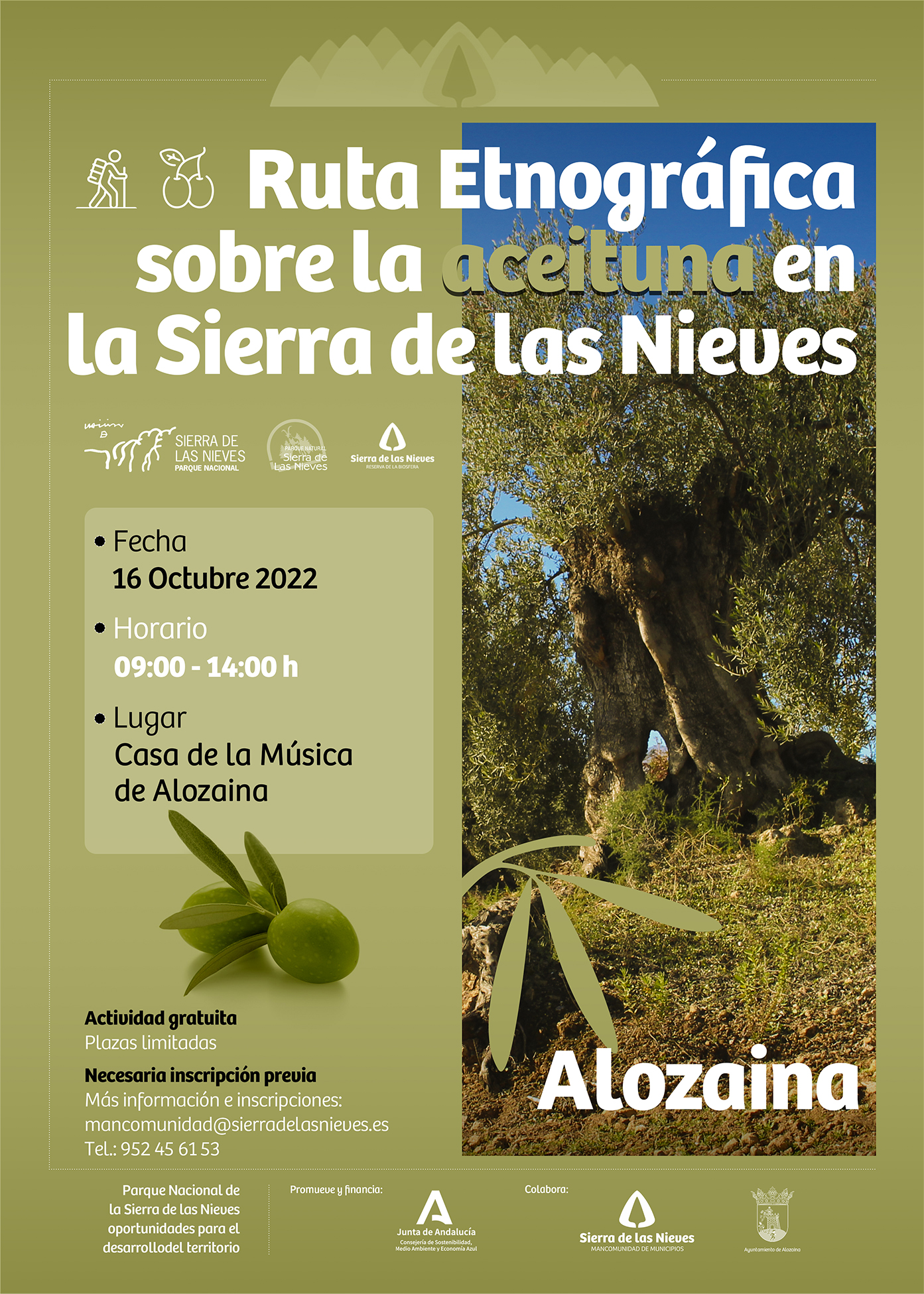 Ruta Etnográfica sobre la aceituna en la Sierra de las Nieves - Fecha 16 de Octubre 2022 - Lugar: Casa de la Música (Alozaina)