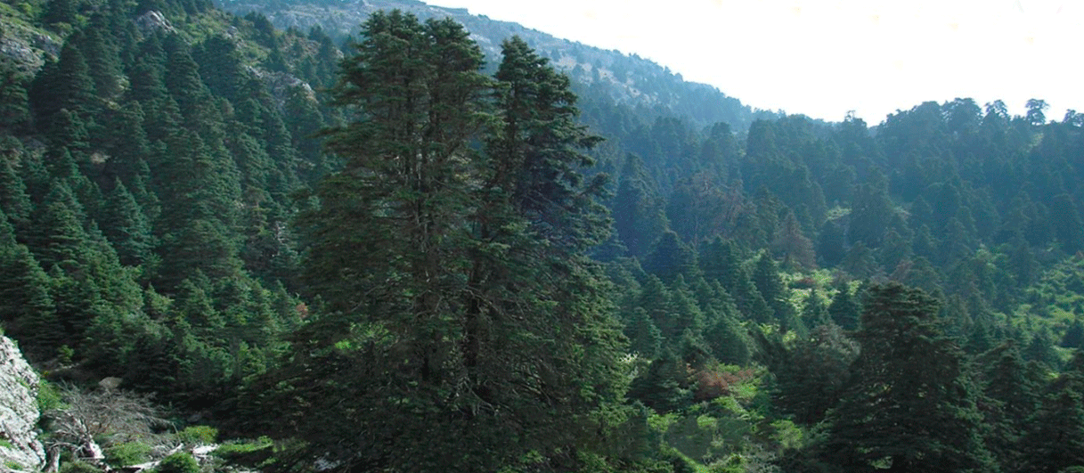 PSDT Sierra de las Nieves Parque Nacional
